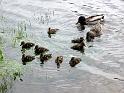 2010-06-12, Uttewalder Grund (4)